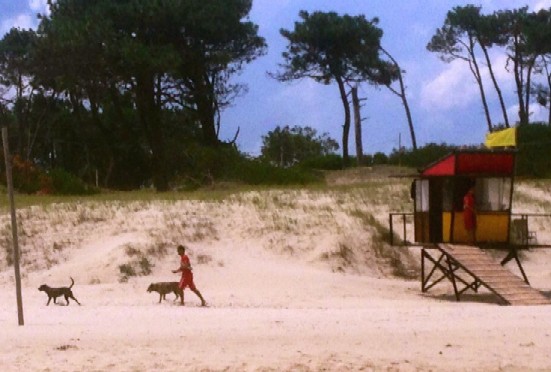 El colmo: Salvavidas con perros en la playa