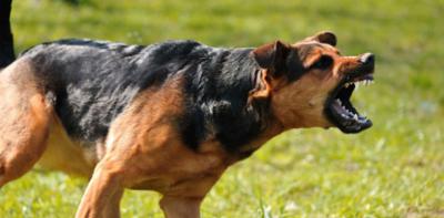 Perros agresivos: denuncias suman 221, y cuatro de ellas con consecuencias gravísimas